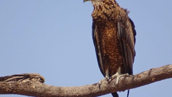 Bateleur