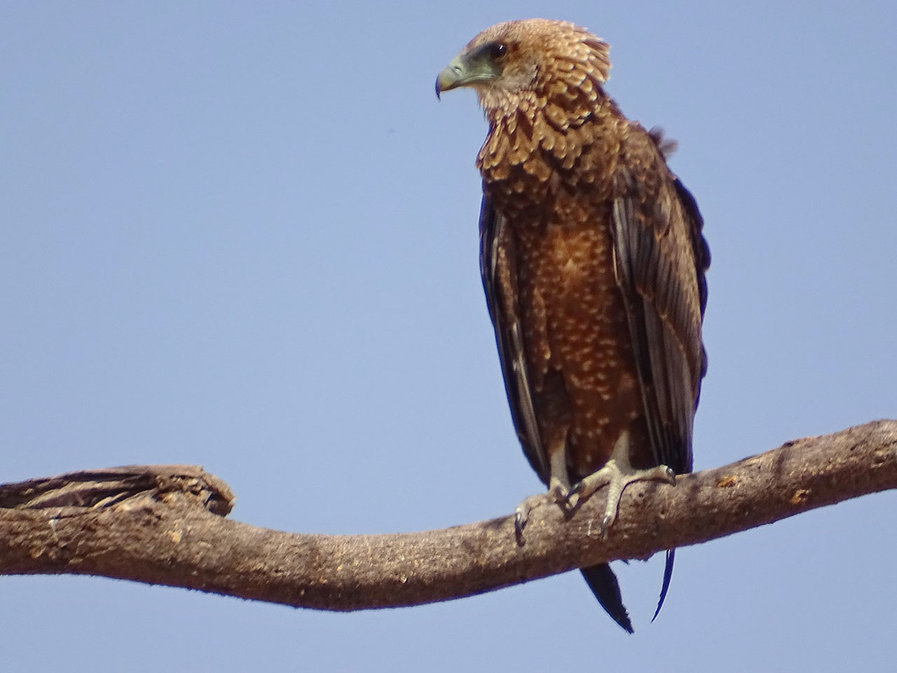 Bateleur