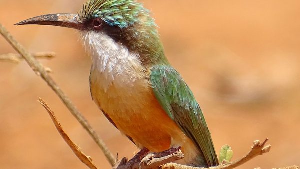 Guêpier de Révoil 2