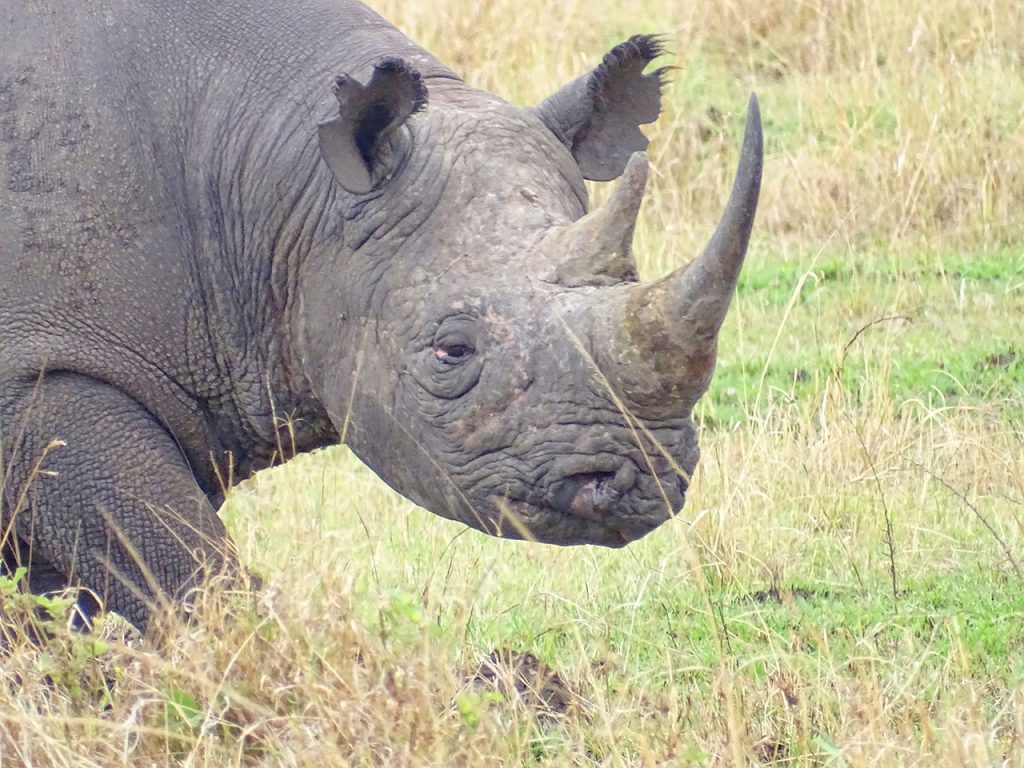 Rhinocéros