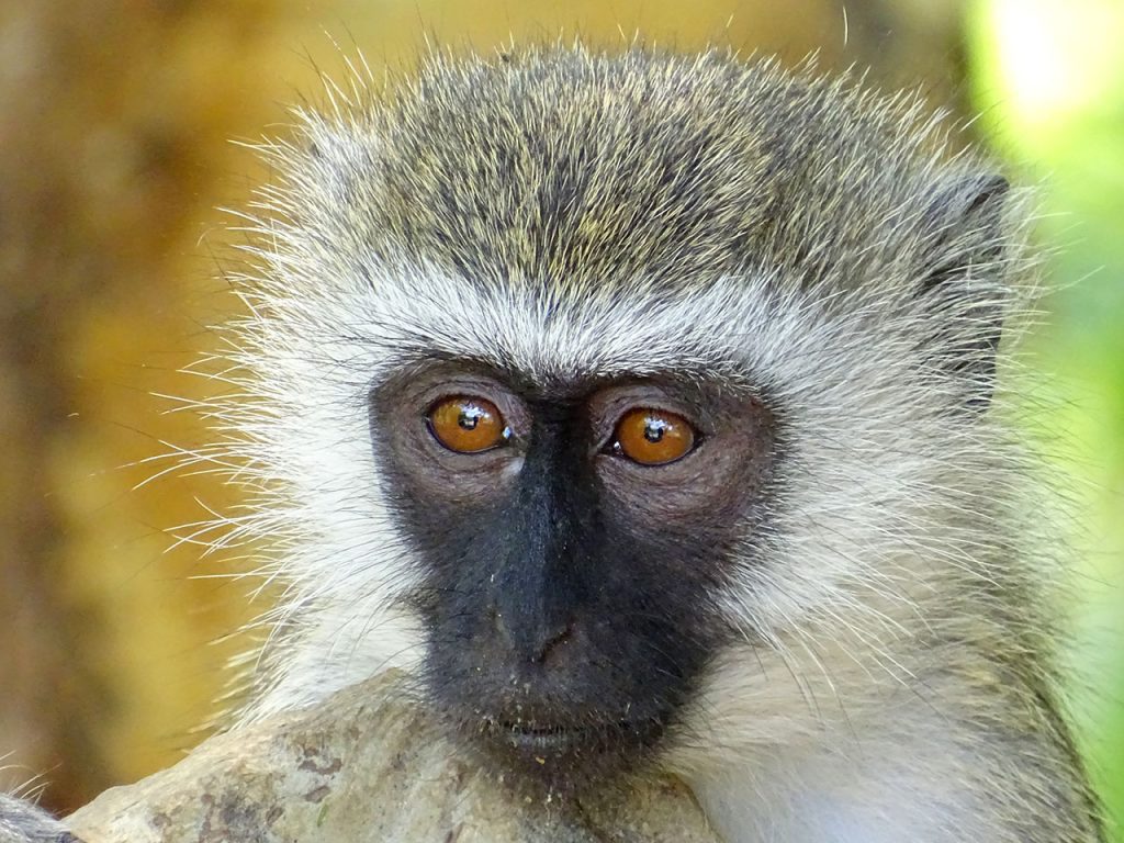 Chlorocebus pygerythruus