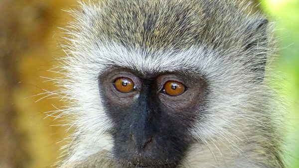 Chlorocebus pygerythruus