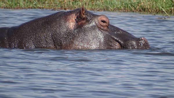 Hippopotames immergé