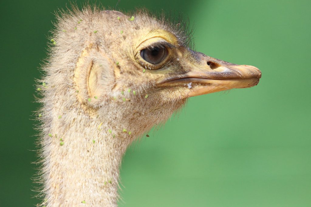 Autruche