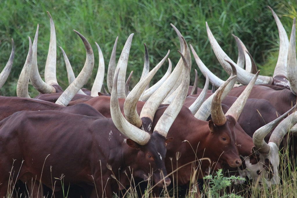 Ankole