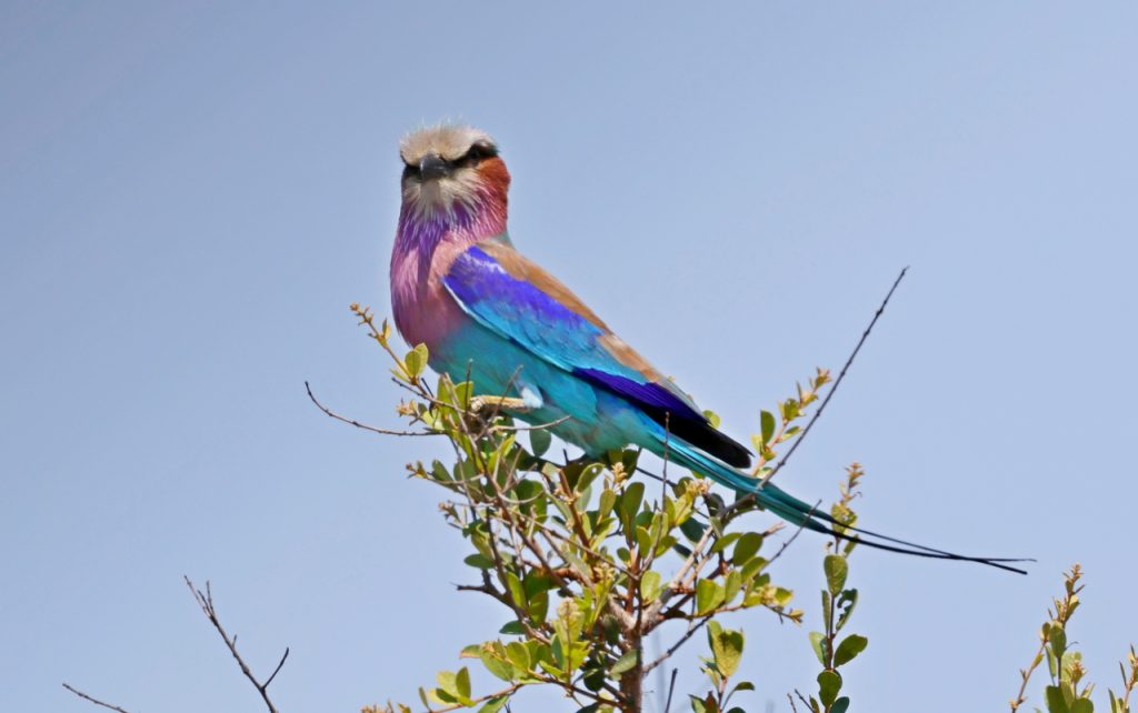 Rollier à longs brins