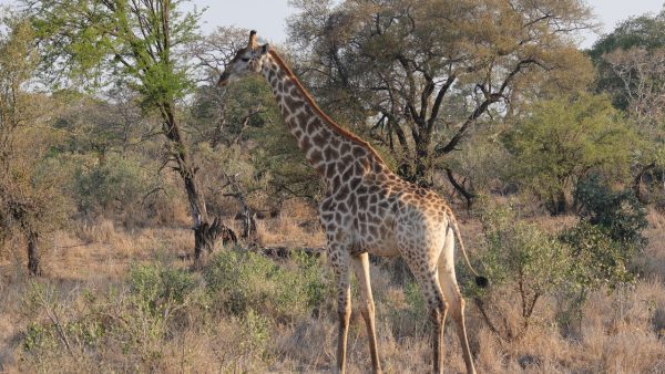 Girafe