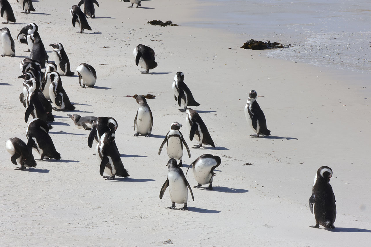 Pinguins 3