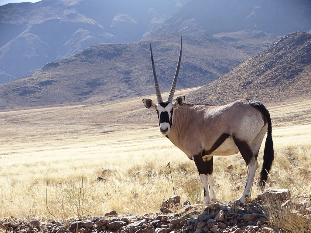Oryx gazelle